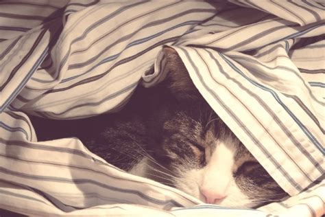 床鋪 意思 夢到貓來家裡